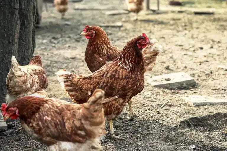 El Gobierno prohíbe desde hoy criar gallinas al aire libre