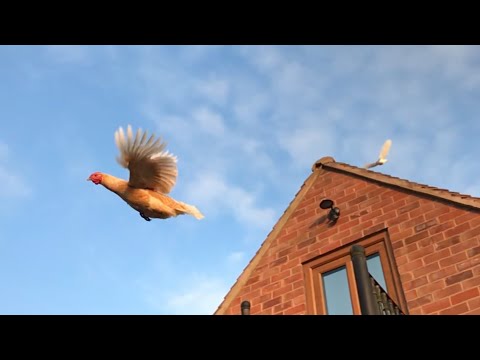 ¿Pueden volar las gallinas?