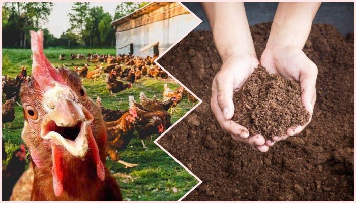 Manejo y Procesamiento de Gallinaza - InfoAgronomo