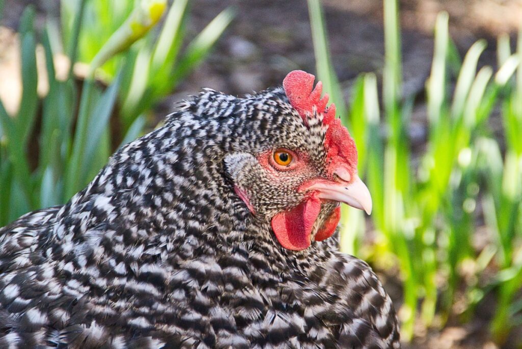 Razas resistentes al frío extremo: Qué gallinas no dejan de poner en invierno