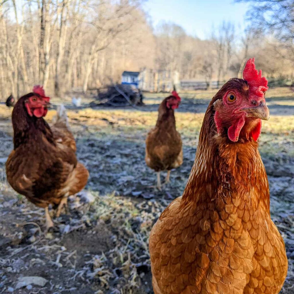 Razas resistentes al frío extremo: Qué gallinas no dejan de poner en invierno