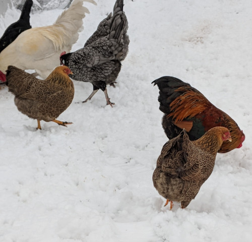 Razas resistentes al frío extremo: Qué gallinas no dejan de poner en invierno