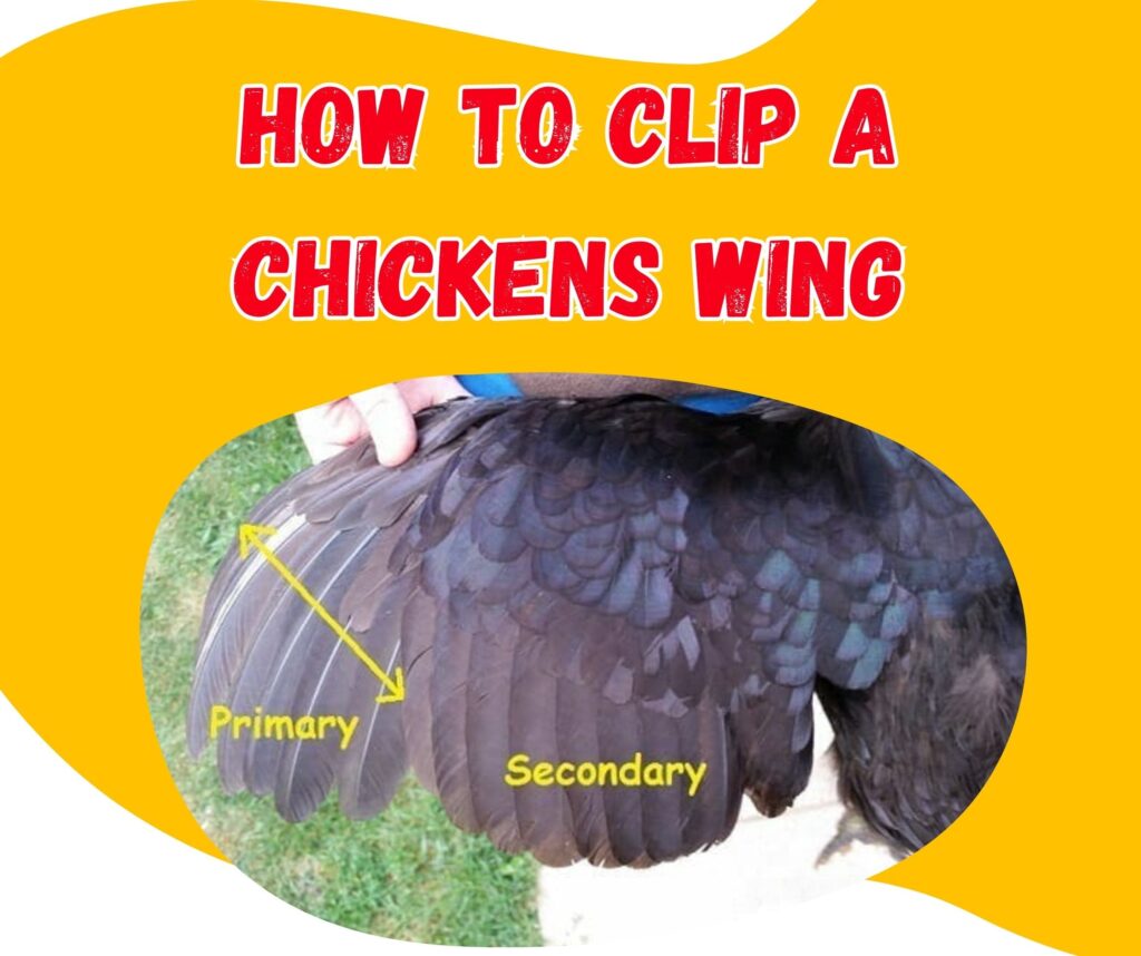 Recorte de plumas de las alas: Guía visual paso a paso para evitar fugas en tus aves