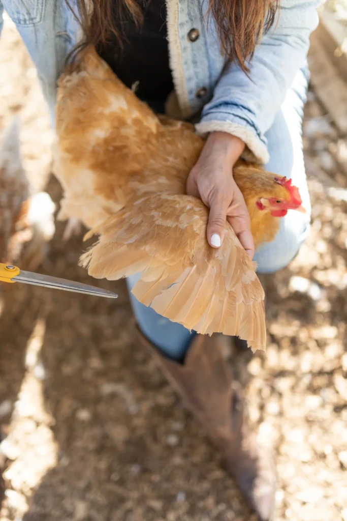 Recorte de plumas de las alas: Guía visual paso a paso para evitar fugas en tus aves