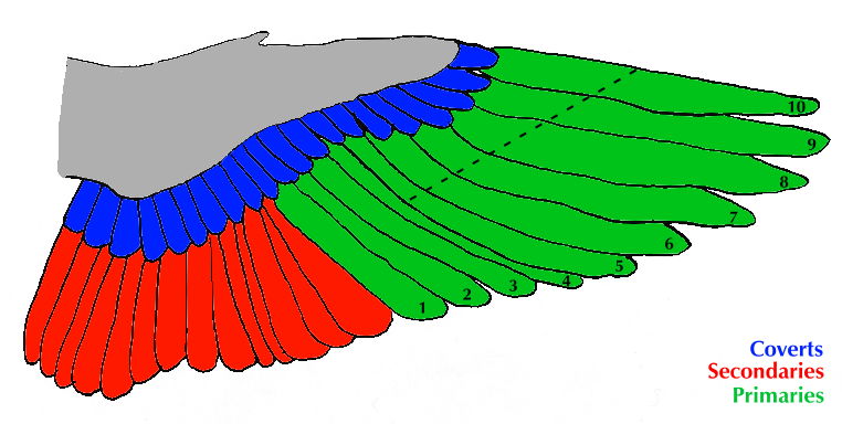 Recorte de plumas de las alas: Guía visual paso a paso para evitar fugas en tus aves