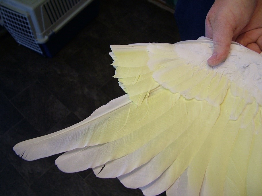 Recorte de plumas de las alas: Guía visual paso a paso para evitar fugas en tus aves