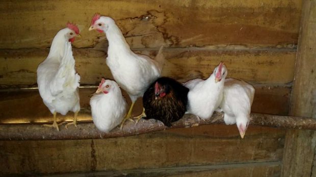 Remedios naturales para el bienestar de las gallinas