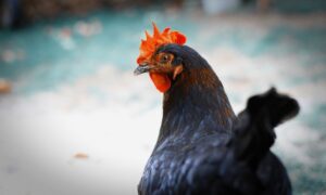 ¿Son inteligentes las gallinas?