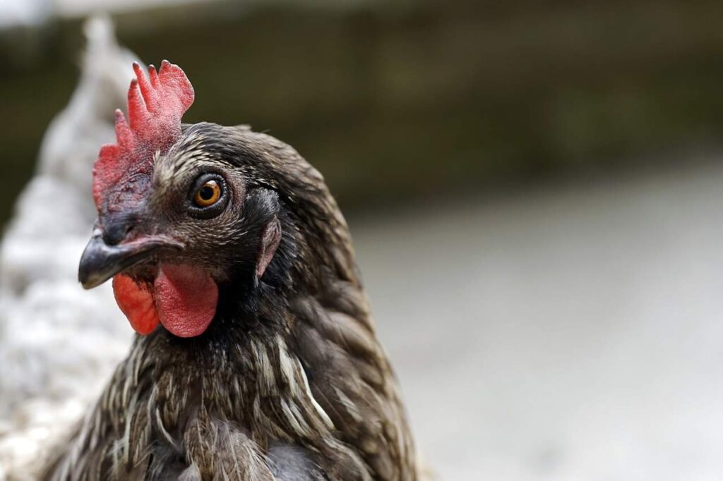 ¿Son inteligentes las gallinas?