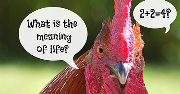 ¿Son inteligentes las gallinas?