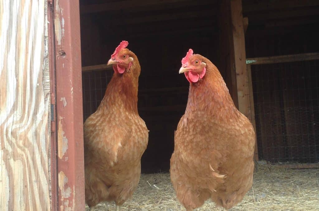 Temporada de reproducción: ¿En qué meses se reproducen mejor las gallinas y por qué dejan de hacerlo?