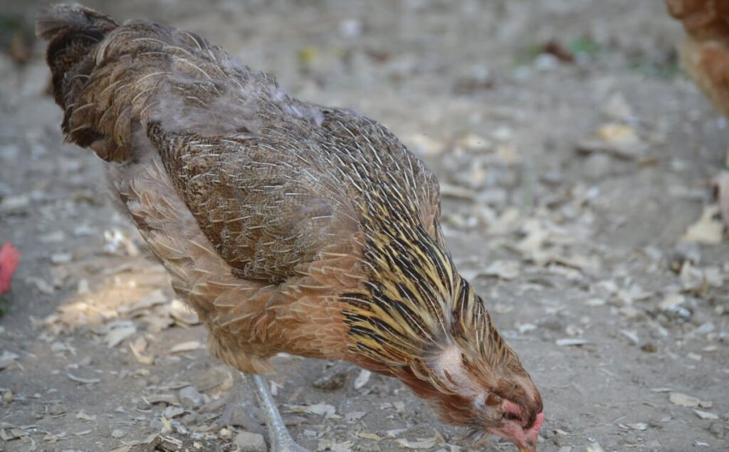 Temporada de reproducción: ¿En qué meses se reproducen mejor las gallinas y por qué dejan de hacerlo?