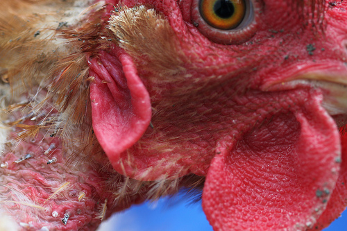 ¿Las gallinas tienen orejas?
