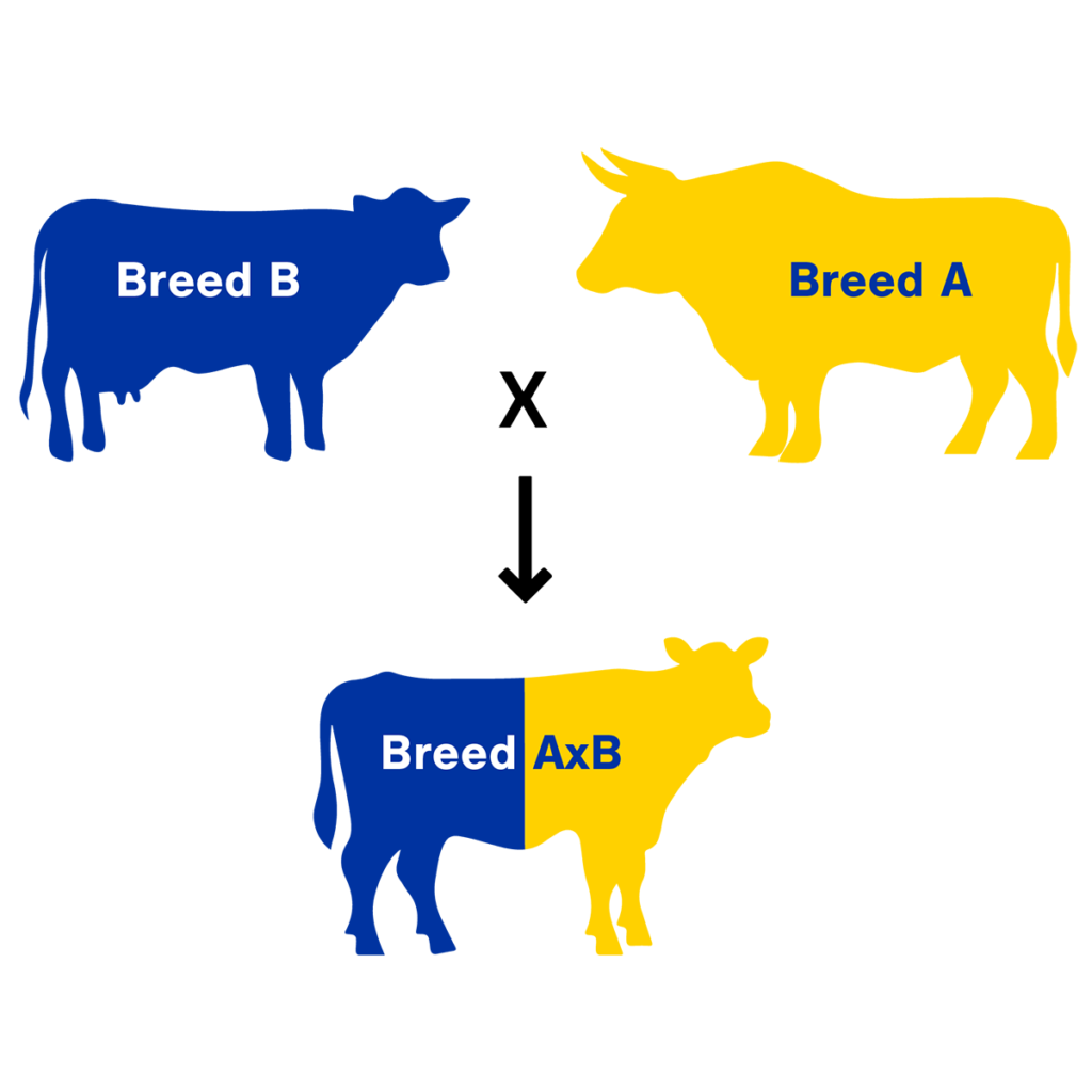 Vigor híbrido (heterosis): por qué los cruces industriales ponen más huevos que las razas puras