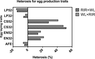 Vigor híbrido (heterosis): por qué los cruces industriales ponen más huevos que las razas puras