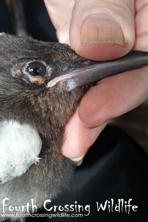 Viruela Aviar: ¿Cuáles son sus cuidados de apoyo y cómo evitar la infección?