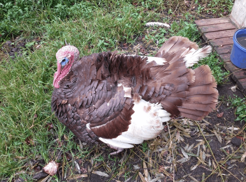 Viruela Aviar: ¿Cuáles son sus cuidados de apoyo y cómo evitar la infección?