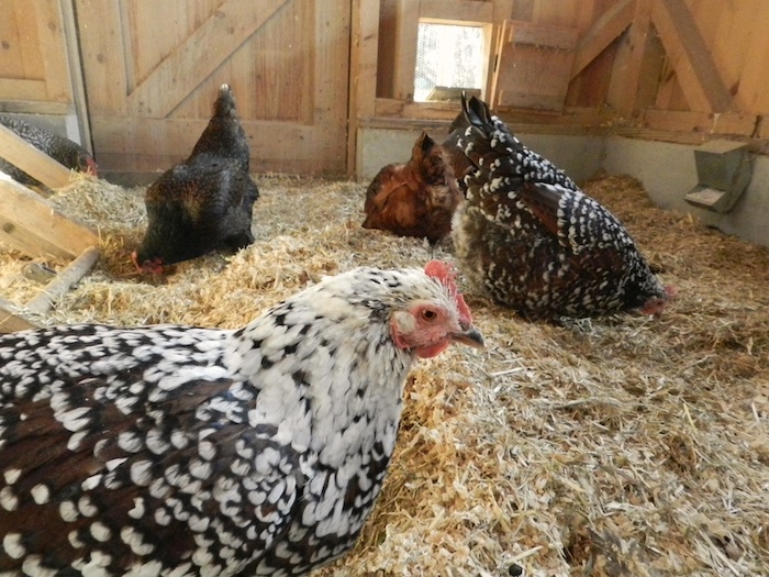 Virutas de madera, paja o arroz: cuál es el mejor lecho para el suelo del gallinero |